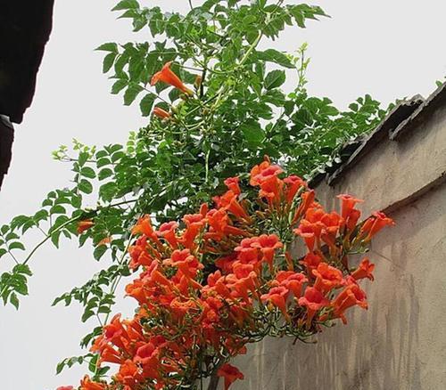 夏季有哪些花会盛开？如何照料？