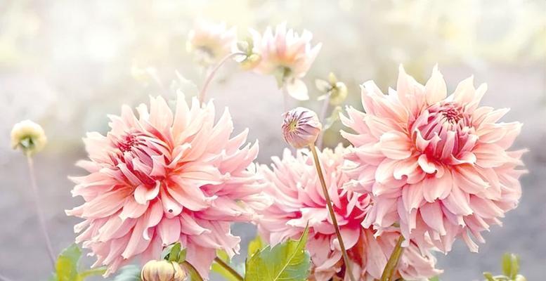 夏季有哪些花会盛开？如何照料？