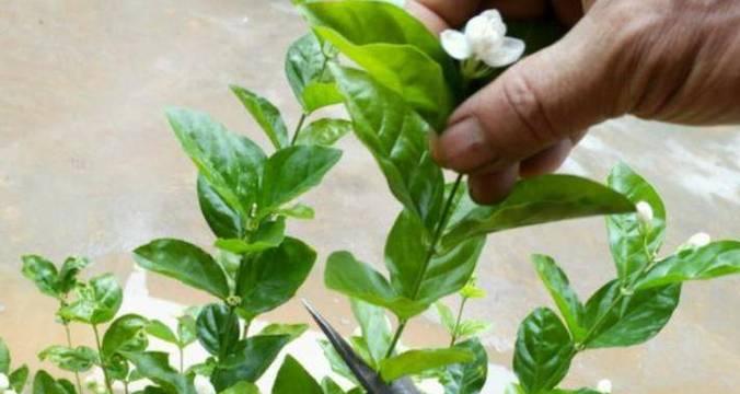 茉莉枯萎的处理方法和预防措施是什么？