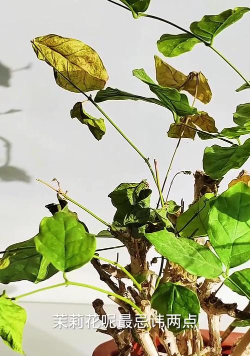茉莉枯萎的处理方法和预防措施是什么？