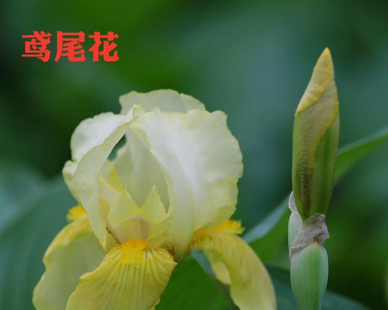 花卉的定义是什么？