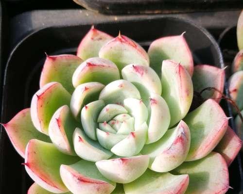 植物的繁殖方法有哪些？哪种更适合家庭园艺？