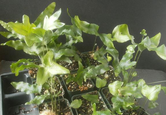 植物的繁殖方法有哪些？哪种更适合家庭园艺？
