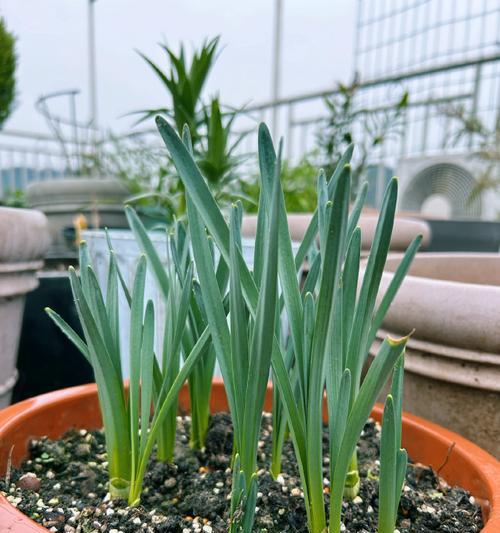 植物的繁殖方法有哪些？哪种更适合家庭园艺？