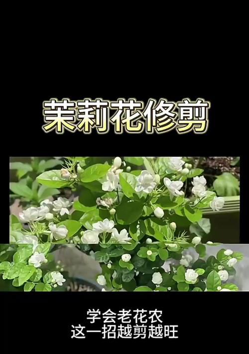 茉莉剪枝的最佳时机是什么时候？剪枝后如何护理？