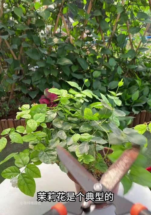 茉莉剪枝的最佳时机是什么时候？剪枝后如何护理？