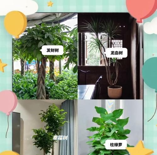 棕树的养殖方法是什么？