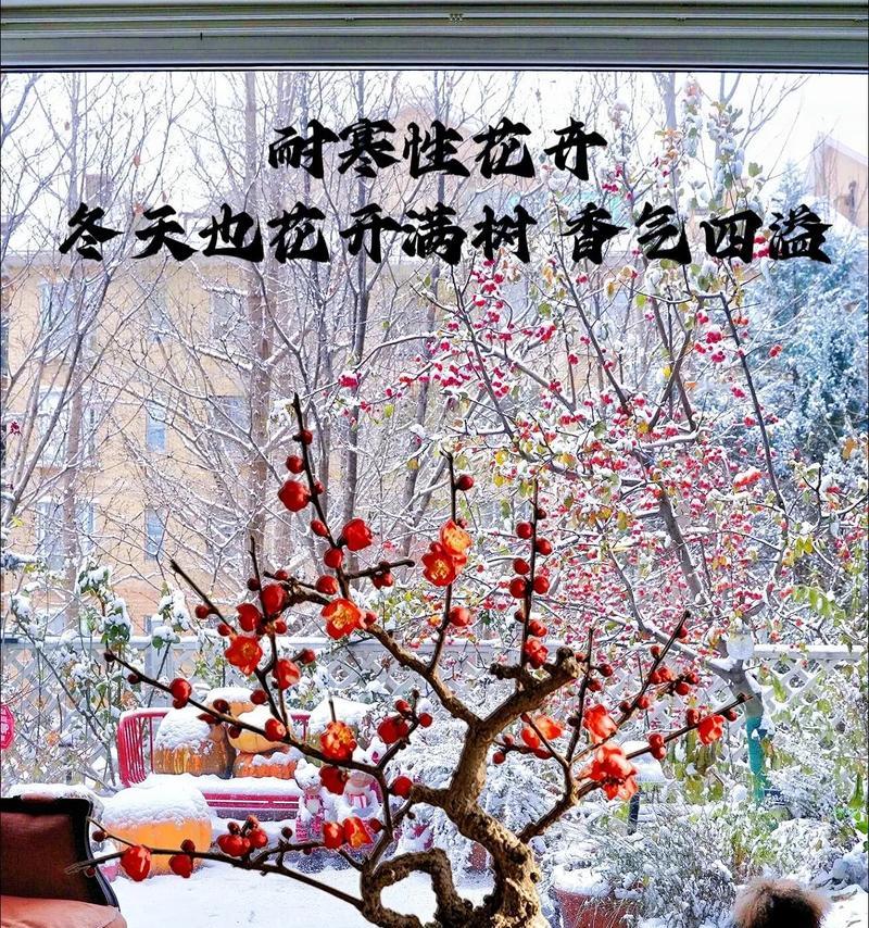 盆景冬季养护需要注意什么？