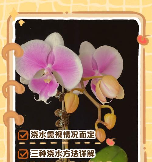 蝴蝶兰浇水方法是什么？蝴蝶兰浇水的步骤有哪些？