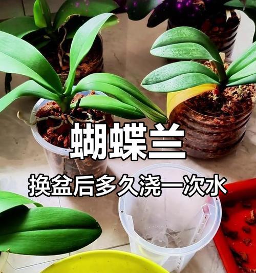蝴蝶兰浇水方法是什么？蝴蝶兰浇水的步骤有哪些？