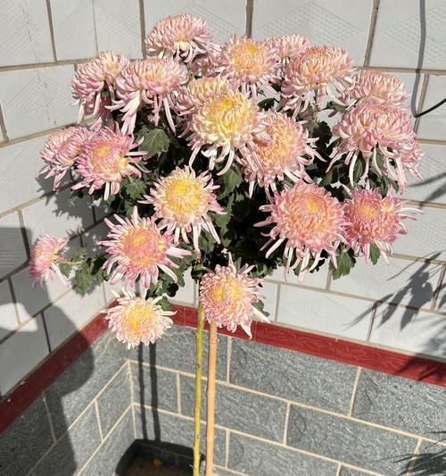 菊花嫁接的正确步骤和注意事项有哪些？