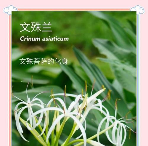 文殊兰品种的花语是什么？文殊兰品种的养护方法是什么？