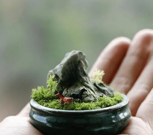 盆景上青苔的处理方法有哪些？