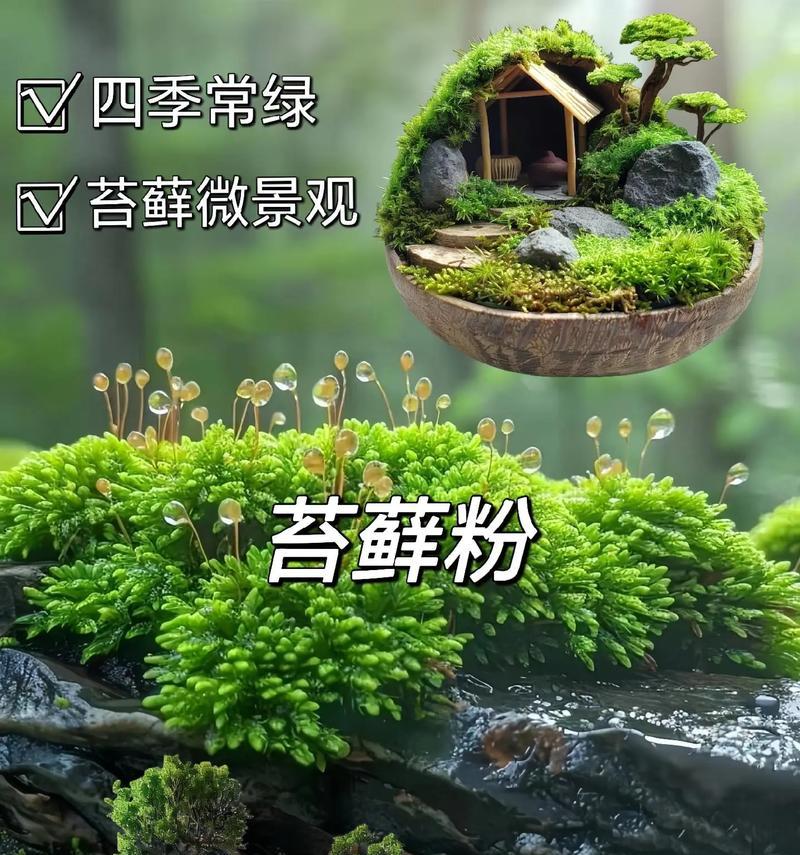 盆景上青苔的处理方法有哪些？