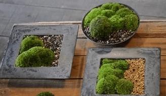 盆景上青苔的处理方法有哪些？