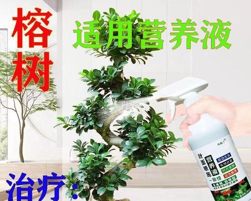 榕树施肥技巧有哪些？榕树施肥的最佳时间是什么时候？