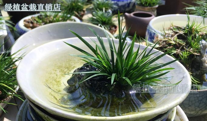 水培菖蒲的养殖技巧有哪些？