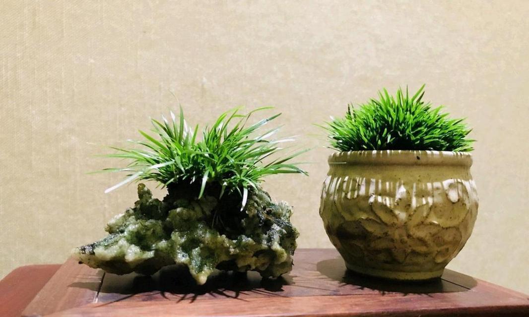 水培菖蒲的养殖技巧有哪些？