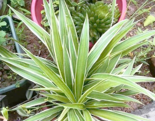 吸甲醛有哪些植物？哪些植物能有效吸收甲醛？