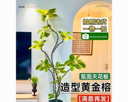 吸甲醛有哪些植物？哪些植物能有效吸收甲醛？