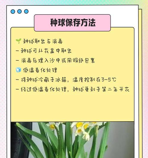 水仙花夏天养护技巧有哪些？