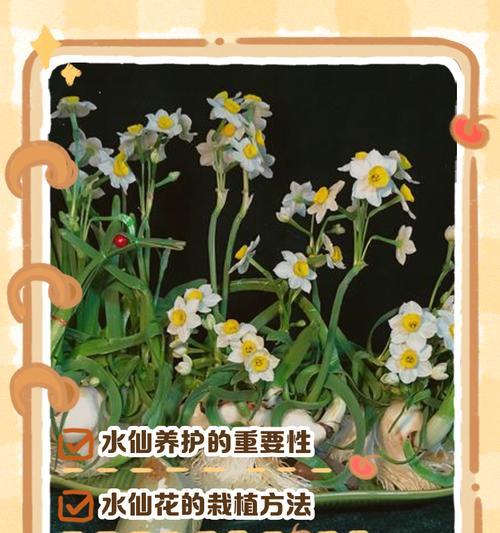 水仙花夏天养护技巧有哪些？