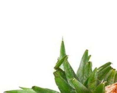 凤梨的品种介绍有哪些？凤梨的种植方法是什么？