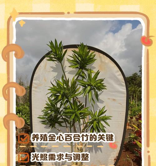 养百合竹有什么好处？百合竹的养殖方法和益处？