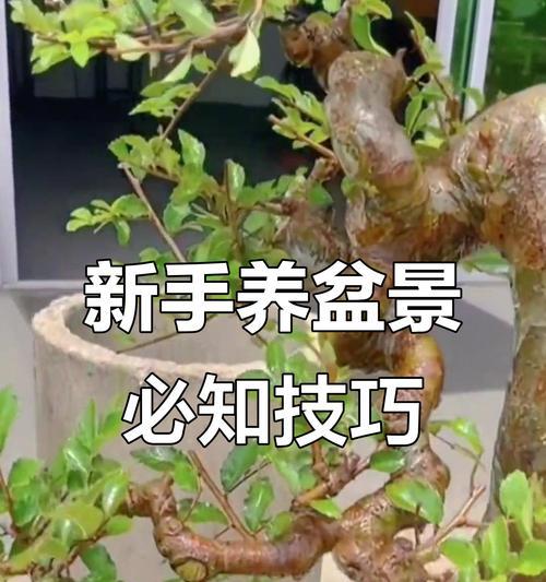 榆树盆景适合用什么土壤？榆树盆景土壤的选择技巧是什么？