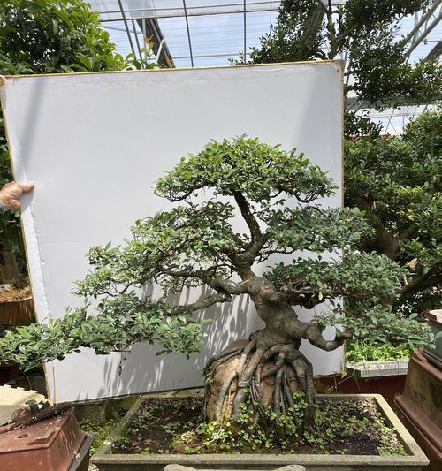 榆树盆景适合用什么土壤？榆树盆景土壤的选择技巧是什么？