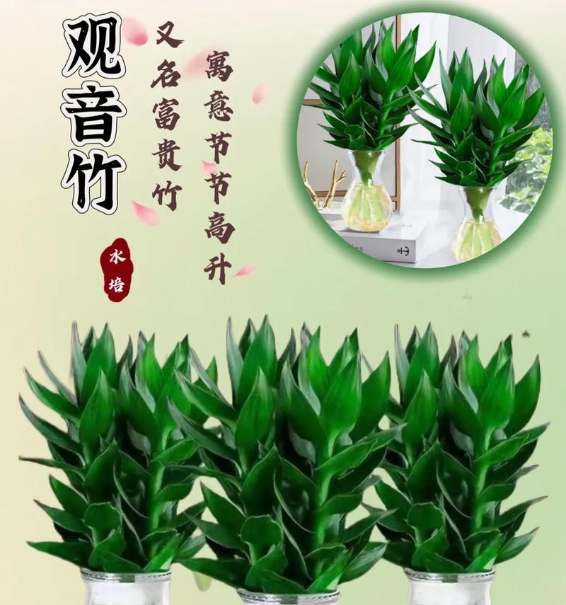 富贵竹水养的正确方法是什么？