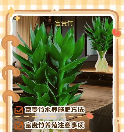 富贵竹水养的正确方法是什么？