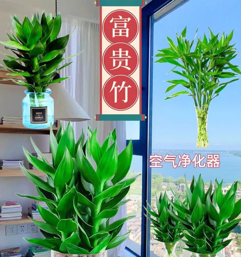 富贵竹水养的正确方法是什么？