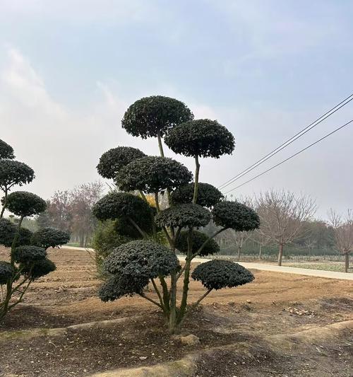 盆栽植物剪枝的最佳时机和方法是什么？