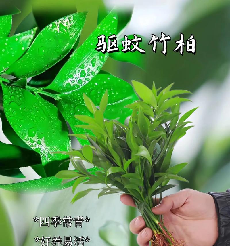 水培文竹的养护技巧是什么？