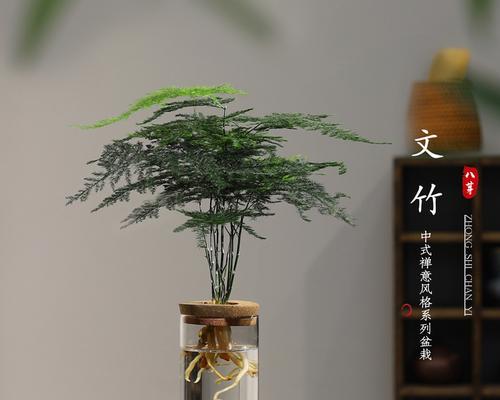 水培文竹的养护技巧是什么？