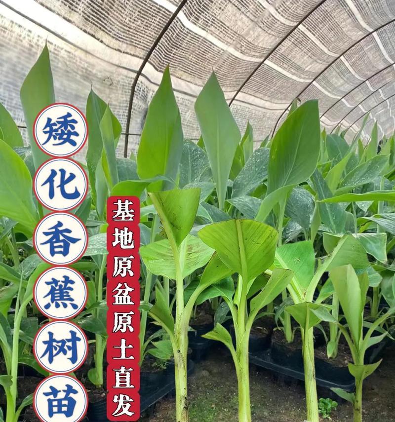 怎么让树苗成活？树苗种植的正确方法是什么？
