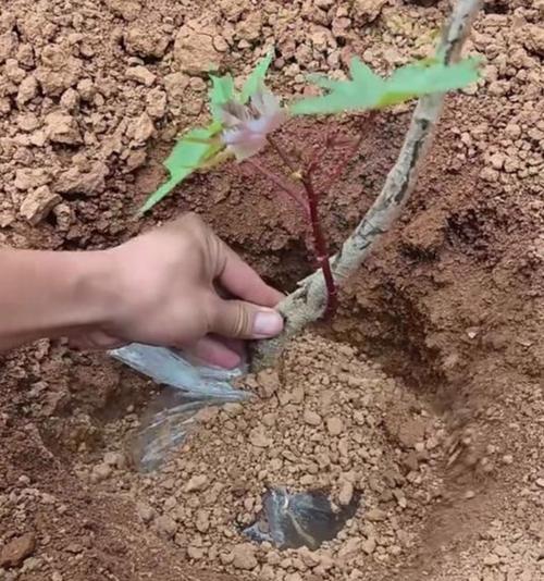 怎么让树苗成活？树苗种植的正确方法是什么？