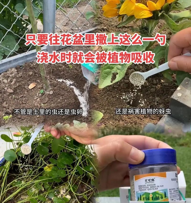 发现花起虫子应该采取哪些措施？