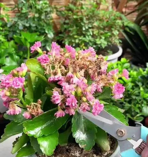 发现花起虫子应该采取哪些措施？