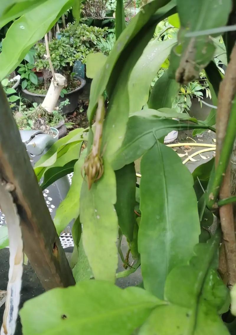 昙花什么时间开花？昙花的开花习性和养护要点是什么？