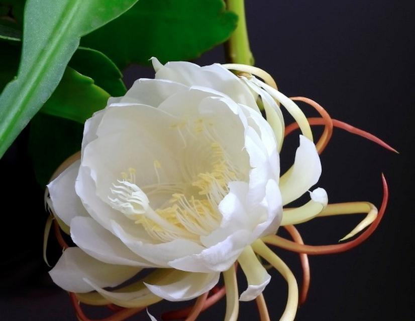 昙花什么时间开花？昙花的开花习性和养护要点是什么？