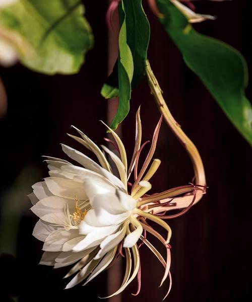 昙花什么时间开花？昙花的开花习性和养护要点是什么？