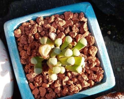 五十铃玉的养殖技巧有哪些？