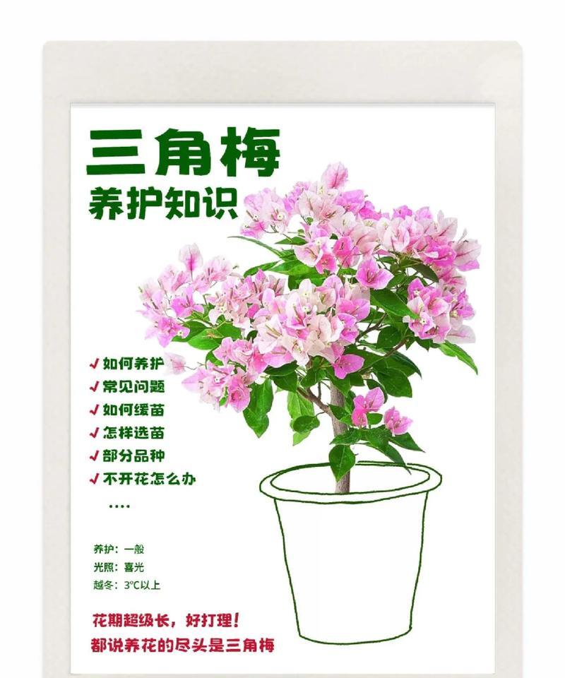 三角梅开花期间如何正确浇水？