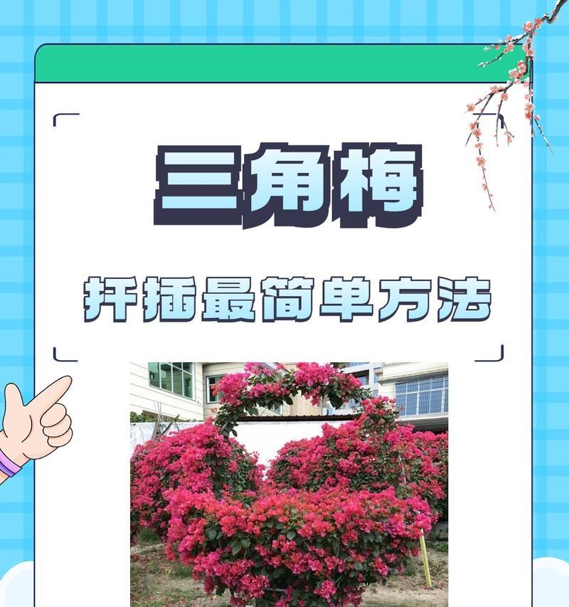 三角梅开花期间如何正确浇水？