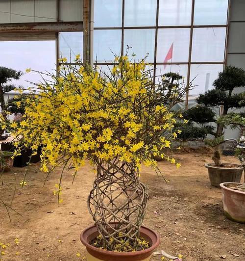 盆栽迎春花的步骤和技巧？