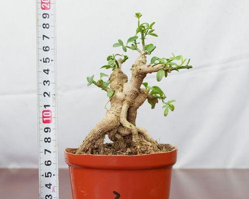 盆栽迎春花的步骤和技巧？