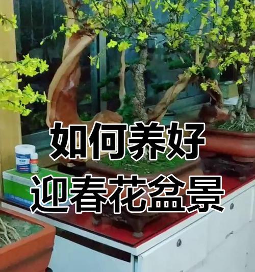 盆栽迎春花的步骤和技巧？