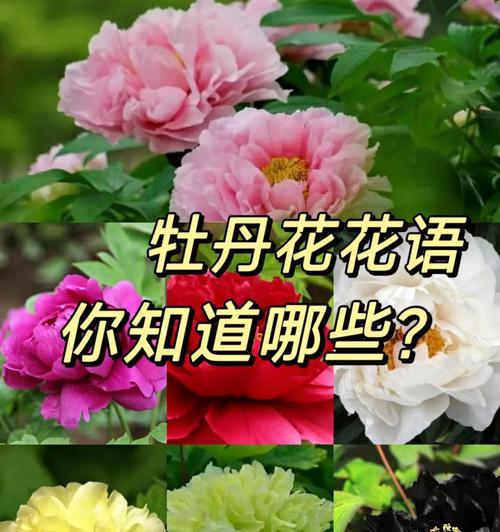 铁兰花繁殖技巧有哪些？如何确保成活率？